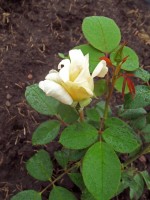 Изображение 050