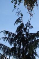 DSC04416