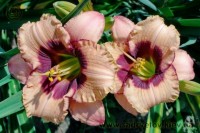 ORCHID CANDY 109 30