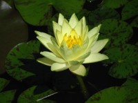 Nymphaea  Joey Tomocik