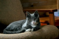 кот