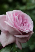 LA ROSE DU PETIT PRINCE  6