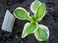 P6200025
