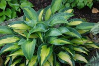 Hosta Olympic Sunrise  2