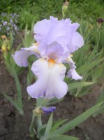 Ирис Академик Королев