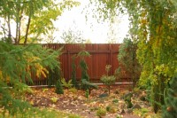 Picea abies Inversa