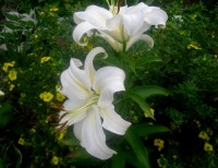 лилия Кокоса