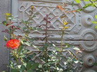DSCF6847
