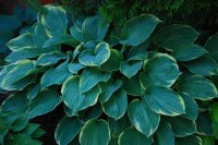 Hosta Crusader