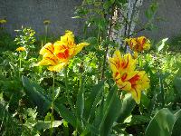 DSC00059