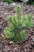 Pinus mugo Hameleon