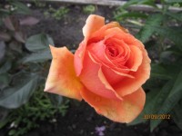 25 06 2012 131