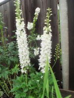 Изображение 087