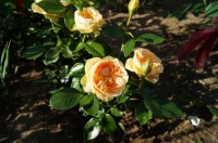 DSC07907