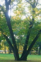 букет1