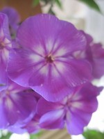 Purple Kiss