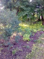 Жимолость тататрская и аконит