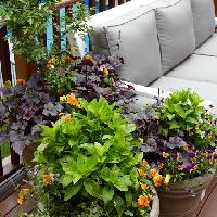 garden flowers mix in container3 1