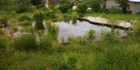 пруд2