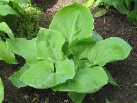 Изображение 277