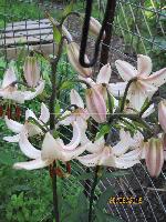 ALBIFLORA