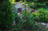 Picea abies Loreley 2