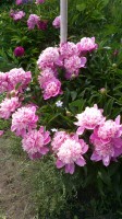 2013 07 04 0333