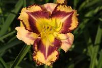 КУПОЛА НА СОЛНЦЕ