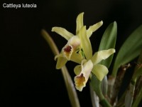 33290 800x600 cattleya 1