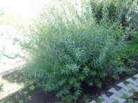 P1010056