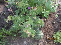 Гераниум Пленум Виолациум