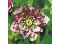 7fe0d271cfa72150b036c593befce85d thumb ba8df641beb366d317d3b05f6cffc7c6