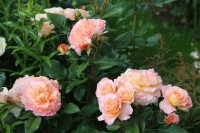 Augusta Luise  11