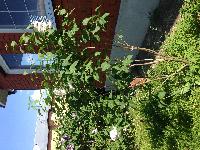 IMG 2831