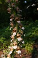 Digitalis lanata