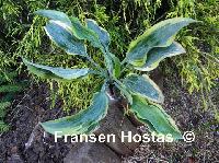 Hosta Picasso