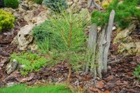 Pinus ponderosa Agnieszka