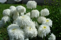 Leucanthemum Fiona Goghill