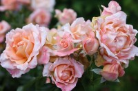Ruffle s Dream  4