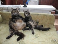 марлезонский балет