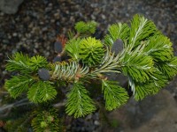 Abies veitchii Pendula