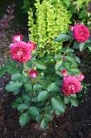 IMG 6561