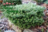 abies koreana silberperle