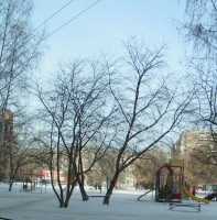 черемуха