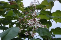 DSCF1428