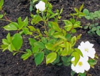 Изображение 006