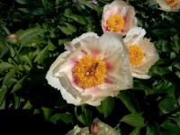 IMG 20140522 094015