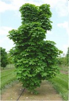 acer platanoides columnare