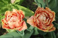 IMG 4736