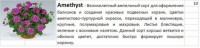 Пеларгония Аметист